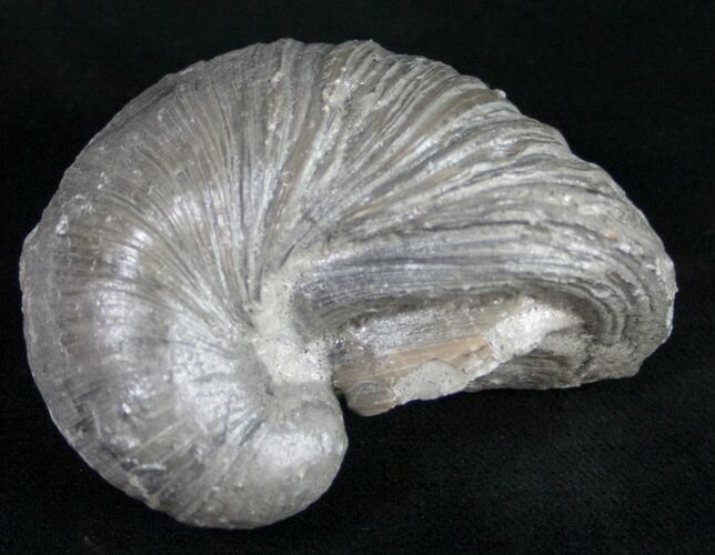 Gryphaea (Devil's Toenail) Fossil Oyster - Jurassic #9787